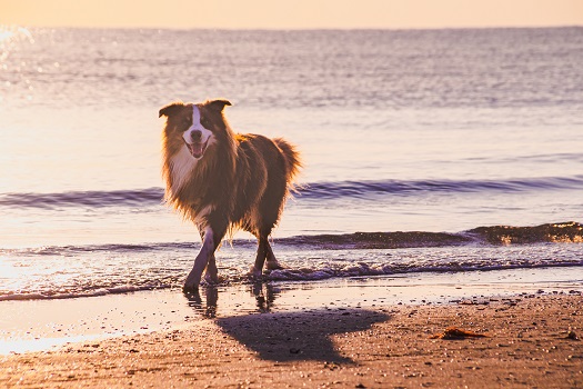 Hund am Strand in Rimini