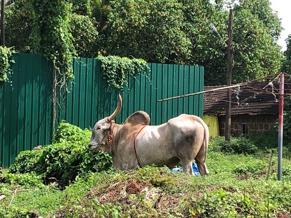 F.Ortmann - Kuh mit Hörnern in Bernaulim, Goa, Indien
