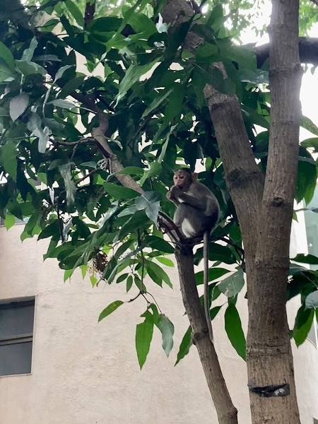 Monkey in a tree