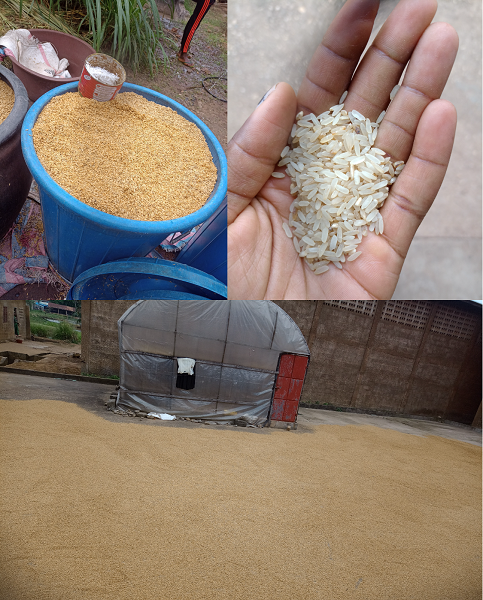 Schritte Reis enthülsen