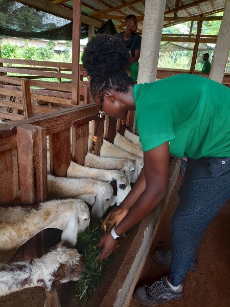 Wendkouni beim Füttern von Ziegen