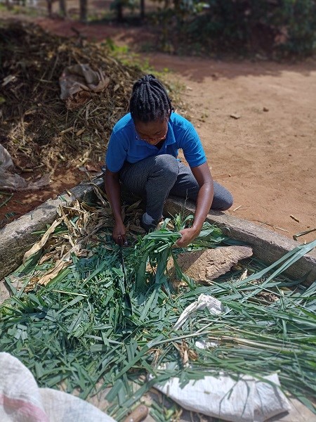 Wendkouni bei der Verarbeitung von Futtergräsern