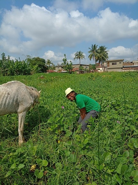 Wendkouni auf einem Feld Futtergräser mit Pferd