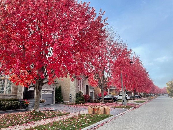 Straße in Oakville (Ontario)