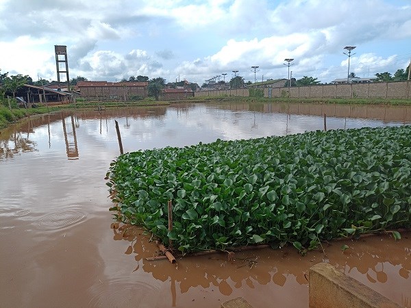 Ein Feld mit grünen Pflanzen auf einem Bauernhof in Benin