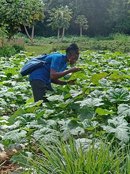 Unsere Stipendiatin Wendkouni auf einem Okra-Feld während ihres Praktikums in Benin