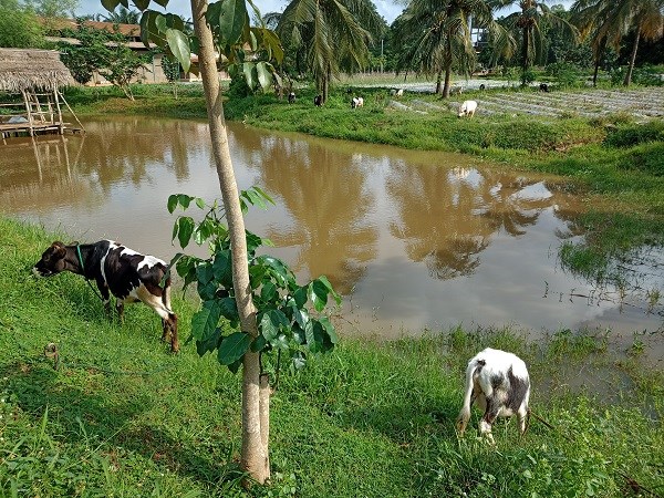Kühe auf einer grünen Wiese auf einem Bauernhof in Benin