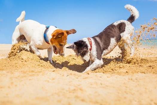 Hunde graben Loch am Strand