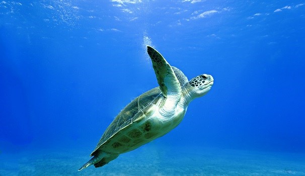 Meeresschildkröte an der Küste der Insel Teneriffa, Kanarische Inseln